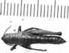 CollectionObject 1535611; e1e7491d-fdf1-48b2-bcb8-76c64a4f8a4b: Image Carbonell, C.S. female, dorsal view (holotype of Jivarus antisanae). (CollectionObject).