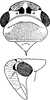 Head: !! display not done !! on Cicadella viridis (Linnaeus, 1758): Head, pro-, and mesothorax. (Observation).