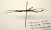 CollectionObject 1591079; 140b2e98-4c42-48c3-86f8-6df88704a64e: copyright MBBJ Bogor. male, lateral view (holotype). (CollectionObject).