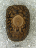 CollectionObject 1581376; 59bc794b-232e-463a-8ac0-005b3ce961cc: copyright MZSP. egg, dorsal view. (CollectionObject).;CollectionObject 1581377; d45c686c-a707-4895-a1dc-935a9f403e39: copyright MZSP. egg, dorsal view. (CollectionObject).;CollectionObject 1581378; 7170e432-3969-4793-b5be-5351c968f6f2: copyright MZSP. egg, dorsal view. (CollectionObject).