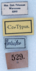 CollectionObject 1534489; 43bfba7c-e758-4132-b2ad-88d084ba36e6: labels (syntype). (CollectionObject).