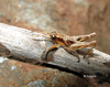 Arminda lancerottensis Holzapfel, 1972: male (Canary Islands). (Otu).
