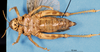 CollectionObject 1507064; a01aa1bc-d4aa-4805-a0f1-1cd3c8170d0d: female, ventral view (holotype of Aucacris hebardi). (CollectionObject).