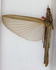 CollectionObject 1561424; b174fac2-9c1c-4022-8b98-2646b4d81acb: copyright ANSP. female of synonym Pseudophasma eupeplum (holotype). (CollectionObject).