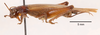 Bofana mirifica Otte & Perez-Gelabert, 2009: female, lateral view. (Otu).
