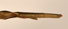 CollectionObject 1559636; ca476925-de17-4b88-8d55-8a256e3ae29f: copyright OUMNH. female: end of abdomen, dorsal view of synonym Bacillus aspericollis (holotype). (CollectionObject).