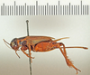 CollectionObject 1476488; 5988912c-6f97-40eb-a6b4-e03eb01161f9: female, lateral view (holotype). (CollectionObject).
