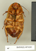 CollectionObject 1572938; 2558abf9-9c47-494e-818a-a73cb71c0e10: Copyright Natural History Museum, London. Non-type (adult female) in BM(NH). Ventral view. (CollectionObject).