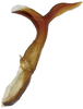 Aedeagus, lateral view: !! display not done !! on Faltala furcipennis Cheng, 1980: (Observation).