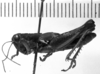 CollectionObject 1543599; 1243244c-fe49-4742-91f4-1970b2fa9f81: Image Carbonell, C.S. male, lateral view (syntype). (CollectionObject).