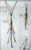 CollectionObject 1561741; 296d760f-dfd0-40ec-bd0d-d3a2e358b9b4: copyright MSNG. male (holotype). (CollectionObject).
