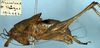 CollectionObject 1517109; 73080d48-cb20-4b75-b61e-6a48ecbabd8a: male, lateral view (holotype). (CollectionObject).