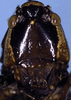 Sphyrometopa atlantica Rentz, 1976: female head, frontal view (paratype). (Otu).