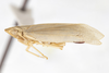 Habitus, lateral view: (Observation).
