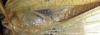 CollectionObject 1517581; 7b0c8b8d-133a-4a24-88c3-de92eca69923: male mirror (lectotype). (CollectionObject).