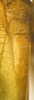CollectionObject 1476144; 7f1c841b-e43b-4a4a-8528-5065deb643d9: male left stridulatory area, whole view (holotype). (CollectionObject).