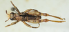 CollectionObject 1521308; 70f7708f-3d24-421f-8cfd-0e0efc8ecf63: male, dorsal view (paratype). (CollectionObject).