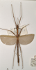 CollectionObject 1558464; 265a6e3d-8035-485c-aba9-aec681d49b9a: copyright OUMNH. male (syntype). (CollectionObject).;CollectionObject 1558465; d166c98e-8403-4894-9ef3-61957b4ef40b: copyright OUMNH. male (syntype). (CollectionObject).
