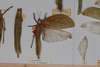 CollectionObject 1505723; 27ffbcd4-93cb-4900-9837-2677ce18f56c: male, on drawer (syntype). (CollectionObject).