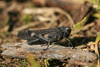 male (Germany, Middle Franconia, Dolomitkuppenalb, Engental). Depicts Psophus stridulus (Linnaeus, 1758), an Otu.