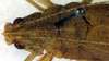 CollectionObject 1500404; 021e090f-2e7f-4e30-bc5b-e6f808e0f143, DORSA BThetimpHTF: female pronotum dorsal (holotype). (CollectionObject).