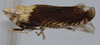 Habitus, lateral view: (Observation).