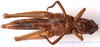 CollectionObject 2704307; CNMS 34, ebe6020d-54d3-44fa-b75e-6b175484bd49, CNMS 34: ventral view. female (paratype). (CollectionObject).