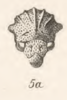 Head on Bolbonota (Bolbonota) inconspicua Fowler, 1894: (Observation).