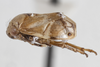 Habitus, lateral view on Clastoptera undulata Uhler, 1864: (Observation).