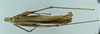 CollectionObject 1531740; f68327ca-8155-4336-993d-e861b2110419: male habitus, dorsal view (syntype). (CollectionObject).
