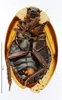 CollectionObject 1587260; MNHN(SF IMPORT DUPLICATE) MNHN-EP-EP1170, 3776c563-d0a8-4f0f-82b7-0156c4985859: CC BY-NC-ND 4.0/MNHN - Depraetere Marion - 2014. Non type, female. Specimen number: MNHN-EP-EP1170. http://coldb.mnhn.fr/catalognumber/mnhn/ep/ep1170. (CollectionObject).