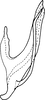 Aedeagus, lateral view: Aedeagus (I. longiprocessa Cao, Huang & Zhang), lateral view. (Observation).