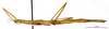 CollectionObject 1557973; b2ddb0c7-fa5f-4f7b-b47f-275d9d85df88: copyright MNHN, Paris. female, lateral view (paratype). (CollectionObject).