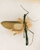 CollectionObject 1560957; 86a6529c-7fa7-4590-a732-d953ee652451: copyright ANSP. female (holotype). (CollectionObject).