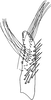 Subgenital plate, ventral view on Distantasca latava (Dworakowska, 1981): Subgenital plate. (Observation).