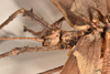 copyright OUMNH. male: head & thorax, lateral view of synonym Phasma (Eurycantha) graciosa (holotype). Depicts CollectionObject 1559036; 92332c02-2538-46cb-acad-2b4590140adc, a CollectionObject.