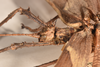 CollectionObject 1559036; 92332c02-2538-46cb-acad-2b4590140adc: copyright OUMNH. male: head & thorax, lateral view of synonym Phasma (Eurycantha) graciosa (holotype). (CollectionObject).