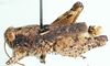 male, lateral view. Depicts Phymeurus macropterus (Ramme, 1929), an Otu.
