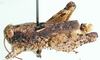 Phymeurus macropterus (Ramme, 1929): male, lateral view. (Otu).