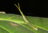 FieldOccurrence 3620; 3c88e220-0375-422a-8ac6-9f83e1b0b47c; El Pangui, Marali, 2010/01/01: male (January 2010). (FieldOccurrence).