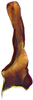 Stylus: !! display not done !! on Taurotettix (Callistrophia) elegans elegans (Melichar, 1900): (Observation).