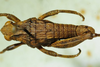 CollectionObject 1498693; 9eac8be5-1853-41f0-a43a-dc098e6bacb8: male, dorsal view. (CollectionObject).