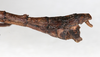 CollectionObject 1557631; NMW 644, ea3cf36b-9103-46d0-aad2-fc5629655c9a: copyright NMW, Vienna. male: end of abdomen, lateral view (syntype). (CollectionObject).