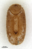 CollectionObject 1582172; MZSP MZSP 175, 5cbc6a58-0847-4f50-af37-453a0b9a5120: copyright MZSP. egg, dorsal view. (CollectionObject).