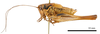 CollectionObject 1516795; fc0c1e55-85e3-4449-a7d3-7326f40ec5f1: male, lateral view (syntype). (CollectionObject).