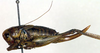 CollectionObject 1502690; 2b6e9033-7072-46ae-8761-d01b72ee789b: female, lateral view (syntype). (CollectionObject).