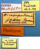 CollectionObject 1530773; fa94cf54-b529-41ac-95fa-f1c1193ce062: labels (paratype). (CollectionObject).