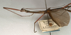 CollectionObject 1557196; NMW 1106, 1a18b0f5-a281-4589-b4bb-73d45e5c0163: copyright NMW, Vienna. male, lateral view (holotype). (CollectionObject).
