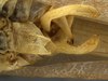 male terminalia, ventral view. Depicts CollectionObject 1591797; 343dd7ba-4f98-46b0-bc60-cd90c6079ecf, a CollectionObject.
