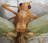 CollectionObject 1532123; NMW 7251, 6caafc8d-56bd-44ad-aed9-ee52b3bb9012: male, pronotum and stridulatory area (syntype). (CollectionObject).